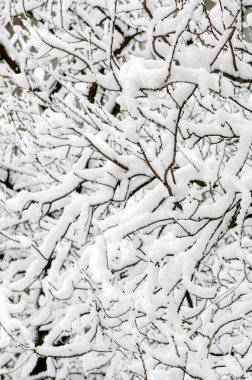 Karda ağaç dalları. Kışın ağaçların ve bitkilerin dallarının karla örtüldüğü fotoğraf