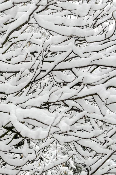 Ramas Árboles Nieve Foto Ramas Cubiertas Nieve Plantas Árboles Invierno — Foto de Stock