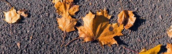Осеннее Знамя Оранжевыми Листьями Асфальте Осенний Фон — стоковое фото