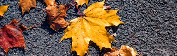 Autumn banner with orange leaves on the asphalt. Autumn background