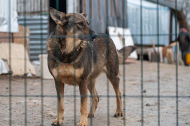 Barınaktaki köpek. Kafesteki yalnız köpek. Parmaklıkların arkasında evsiz bir köpek