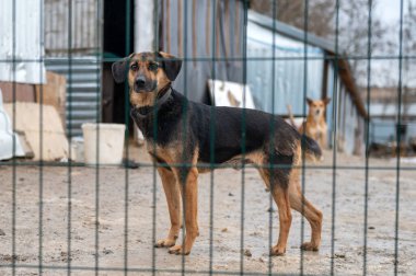 Barınaktaki köpek. Kafesteki yalnız köpek. Parmaklıkların arkasında evsiz bir köpek
