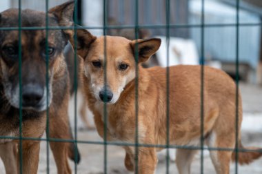 Barınaktaki köpek. Kafesteki yalnız köpek. Parmaklıkların arkasında evsiz bir köpek