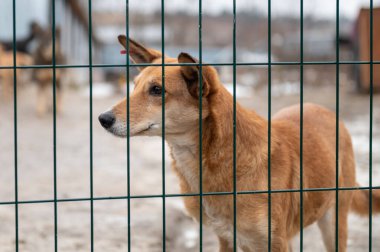 Barınaktaki köpek. Kafesteki yalnız köpek. Parmaklıkların arkasında evsiz bir köpek