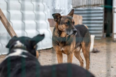 Barınaktaki köpek. Kafesteki yalnız köpek. Parmaklıkların arkasında evsiz bir köpek