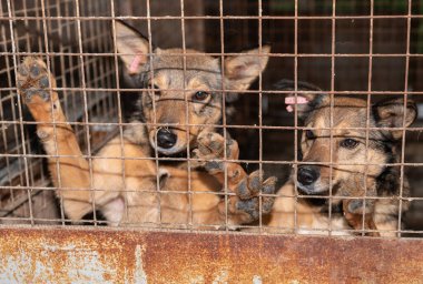 Barınakta kafeste evsiz bir köpek. Parmaklıkların ardındaki evsiz köpek kocaman üzgün gözlerle bakıyor.
