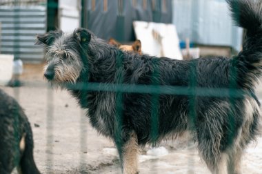 Barınaktaki köpek. Kafesteki yalnız köpek. Parmaklıkların arkasında evsiz bir köpek
