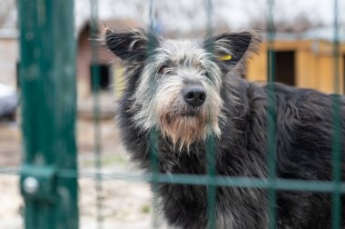 Barınaktaki köpek. Kafesteki yalnız köpek. Parmaklıkların arkasında evsiz bir köpek