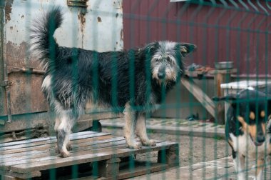 Barınaktaki köpek. Kafesteki yalnız köpek. Parmaklıkların arkasında evsiz bir köpek