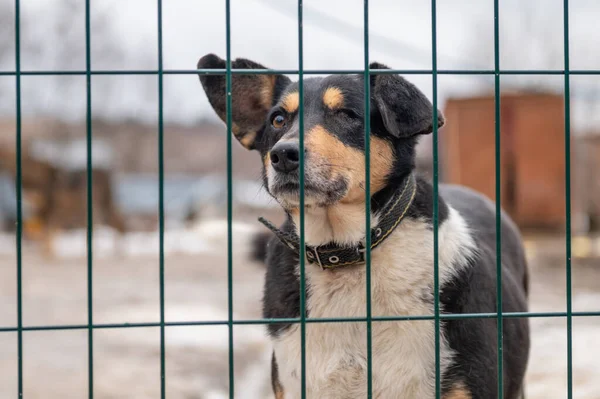 Dog at the shelter. Lonely dog in cage. Homeless dog behind the bars