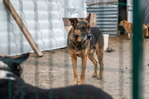 Σκύλος Στο Καταφύγιο Μοναχικό Σκυλί Στο Κλουβί Άστεγο Σκυλί Πίσω — Φωτογραφία Αρχείου