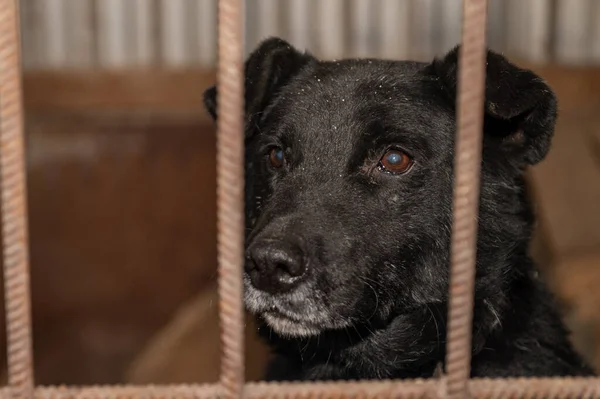 Homeless Dog Cage Shelter Homeless Dog Bars Looks Huge Sad — Stock Photo, Image