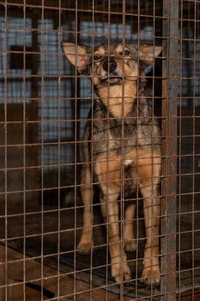 Perro Sin Hogar Una Jaula Refugio Perro Sin Hogar Detrás — Foto de Stock