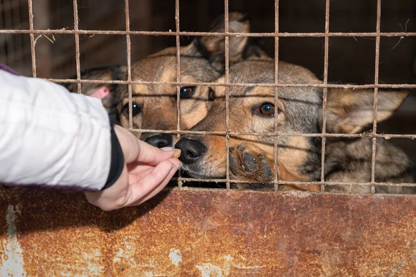 Σκύλος Στο Καταφύγιο Μοναχικό Σκυλί Στο Κλουβί Άστεγο Σκυλί Πίσω — Φωτογραφία Αρχείου