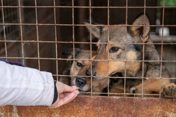 Dog Shelter Lonely Dog Cage Homeless Dog Bars — Stock Photo, Image