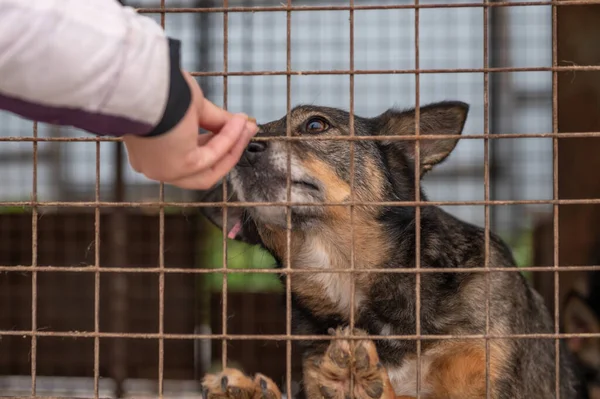 Dog at the shelter. Lonely dog in cage. Homeless dog behind the bars