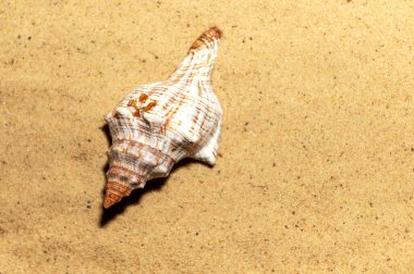 Kumdaki deniz kabuğu. Üst Manzara. Deniz yaz tatili geçmişi