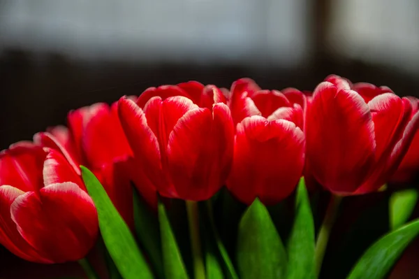 Boeket Rode Tulpen Close Van Bloeiende Rode Tulpen Het Voorjaar — Stockfoto