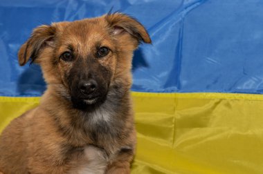Hayvan barınağında genç evsiz bir köpek. Savaş sırasındaki evsiz köpek. Ukrayna bayrağı geçmişi.