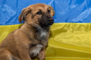 Hayvan barınağında genç evsiz bir köpek. Savaş sırasındaki evsiz köpek. Ukrayna bayrağı geçmişi.