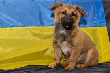 Hayvan barınağında genç evsiz bir köpek. Savaş sırasındaki evsiz köpek. Ukrayna bayrağı geçmişi.