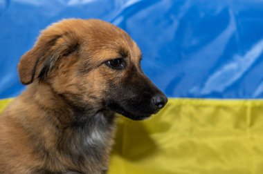 Hayvan barınağında genç evsiz bir köpek. Savaş sırasındaki evsiz köpek. Ukrayna bayrağı geçmişi.