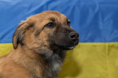 Hayvan barınağında genç evsiz bir köpek. Savaş sırasında evsiz bir köpeğin portresi. Ukrayna bayrak arkaplanı