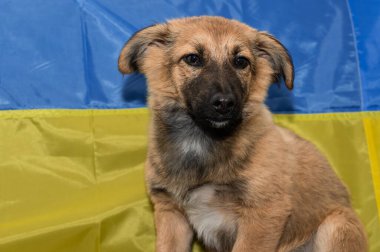 Hayvan barınağında genç evsiz bir köpek. Savaş sırasında evsiz bir köpeğin portresi. Ukrayna bayrak arkaplanı