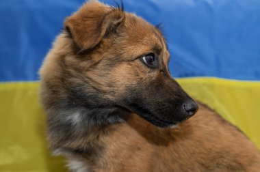 Hayvan barınağında genç evsiz bir köpek. Savaş sırasında evsiz bir köpeğin portresi. Ukrayna bayrak arkaplanı