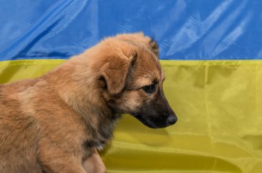 Hayvan barınağında genç evsiz bir köpek. Savaş sırasında evsiz bir köpeğin portresi. Ukrayna bayrak arkaplanı