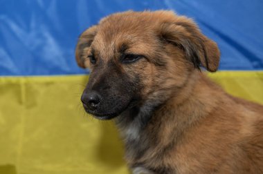 Hayvan barınağında genç evsiz bir köpek. Savaş sırasında evsiz bir köpeğin portresi. Ukrayna bayrak arkaplanı