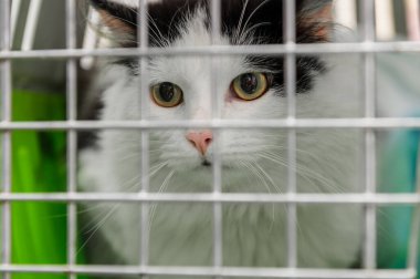 Hayvan barınağındaki genç evsiz kedi. Evsiz kedi portresi.