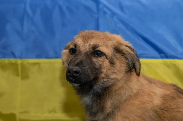 Mladý Pes Bez Domova Útulku Pro Zvířata Portrét Psa Bez — Stock fotografie
