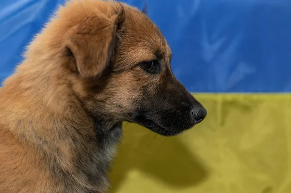 Mladý Pes Bez Domova Útulku Pro Zvířata Portrét Psa Bez — Stock fotografie