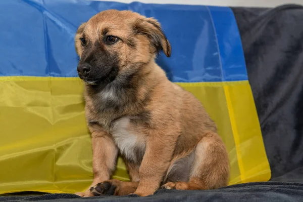 Молодая Бездомная Собака Приюте Животных Портрет Бездомной Собаки Время Войны — стоковое фото