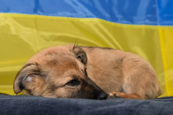 Молодая Бездомная Собака Приюте Животных Портрет Бездомной Собаки Время Войны — стоковое фото