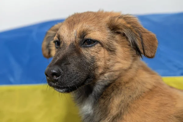 Hayvan barınağında genç evsiz bir köpek. Savaş sırasında evsiz bir köpeğin portresi. Ukrayna bayrak arkaplanı