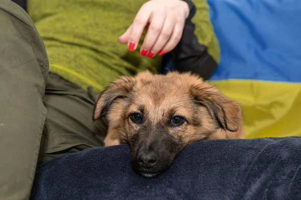 Ung Hemlös Hund Ett Djurhem Porträtt Hemlös Hund Kriget Ukrainska — Stockfoto