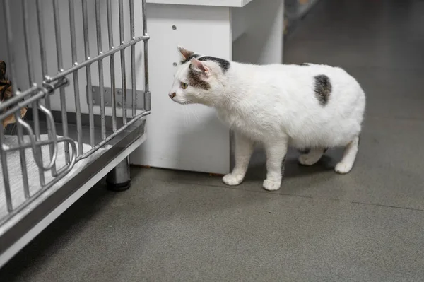 A young homeless cat walks in an animal shelter. Portrait of a homeless kitten.