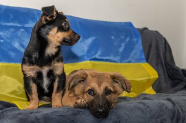 Hayvan barınağında iki genç sokak köpeği. Savaş sırasında iki evsiz köpek yavrusu. Ukrayna bayrak arkaplanı