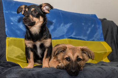 Hayvan barınağında iki genç sokak köpeği. Savaş sırasında iki evsiz köpek yavrusu. Ukrayna bayrak arkaplanı