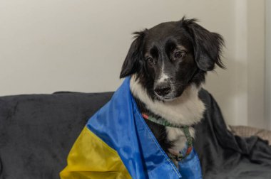 Ukrayna bayrağı taşıyan evsiz bir köpek. Evsiz bir köpeğin portresi. Ukrayna bayrak arkaplanı