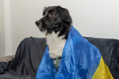 Ukrayna bayrağı taşıyan evsiz bir köpek. Evsiz bir köpeğin portresi. Ukrayna bayrak arkaplanı