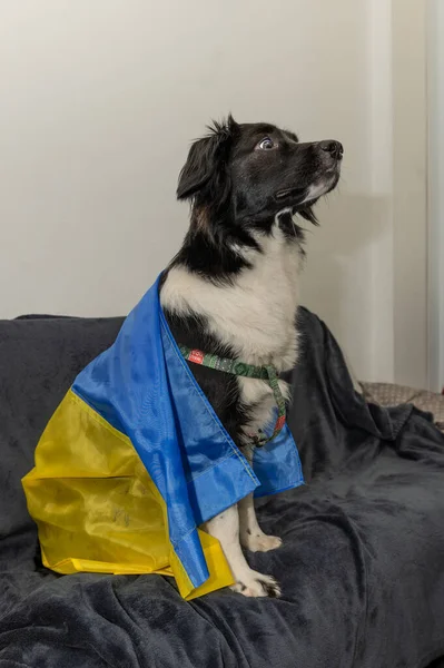 Obdachloser Hund Mit Ukrainischer Flagge Porträt Eines Obdachlosen Hundes Hintergrund — Stockfoto