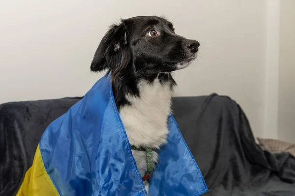 Безпритульний Собака Українським Прапором Портрет Бездомного Собаку Походження Українського Прапора — стокове фото