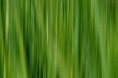 Doğal arka plan, yeşil çimen. Bulanık hareket. Arka plan olarak yeşil çimenler. Parlak yeşil çimenler.