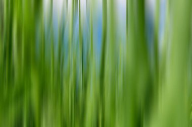 Doğal arka plan, yeşil çimen. Bulanık hareket. Arka plan olarak yeşil çimenler. Parlak yeşil çimenler.