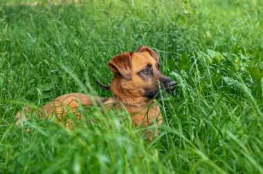 Kırmızı köpek yeşil çimlerin üzerinde dinleniyor. Köpek dikkatlice uzaklığa bakıyor..