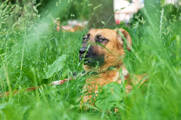Röd Hund Vilar Det Gröna Gräset Hund Noggrant Undersöka Avståndet — Stockfoto