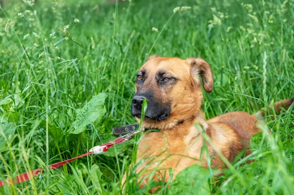Röd Hund Vilar Det Gröna Gräset Hund Noggrant Undersöka Avståndet — Stockfoto